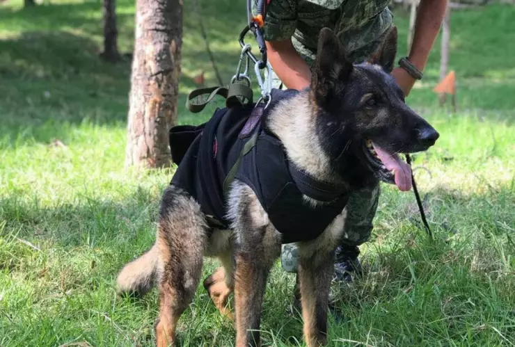 Muere Proteo, perro de la Sedena, en Turquia.