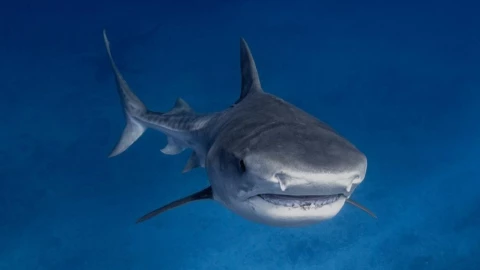 Tiburón tigre