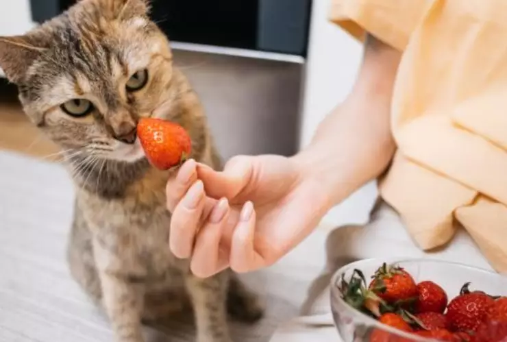 Ante de darle fresas a tu gato, debes conocer los posibles efectos secundarios que pueden tener en tu felino