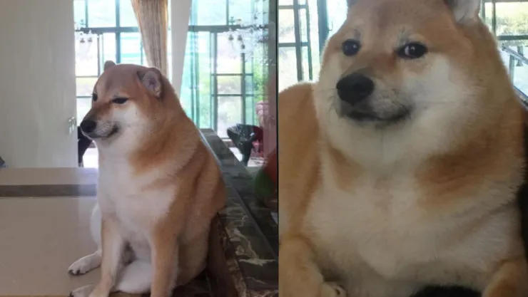 Muere Cheems, el famoso perritos de los memes y stickers Me da amsiedad