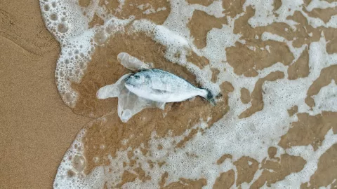 plástico extincion masiva