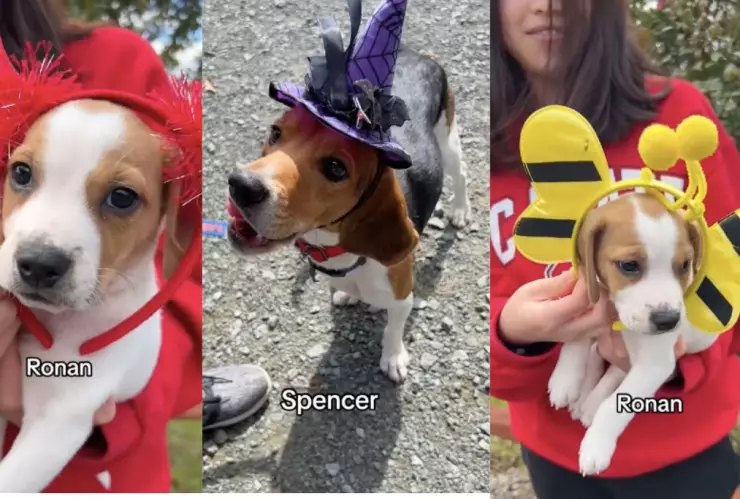 Perritos disfrazados por Halloween en TikTok