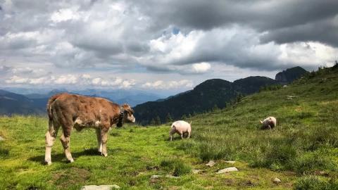 Vacas y cerdos