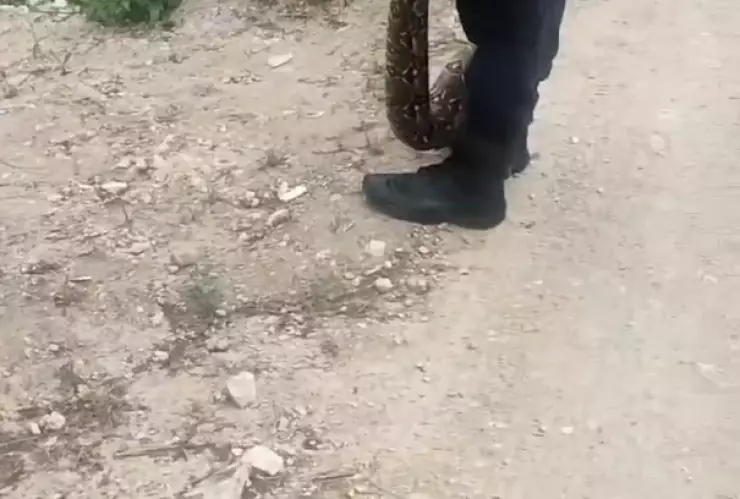 Enorme serpiente es liberada luego de estar en resguardo