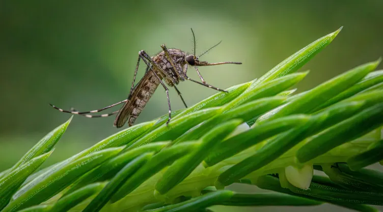 Soluciones ecoamigables para eliminar mosquitos y plagas en tu jardín.jpg