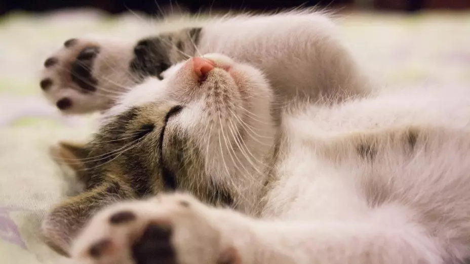 ¿Es México? Este país estudia prohibir los gatos domésticos para proteger la fauna salvaje