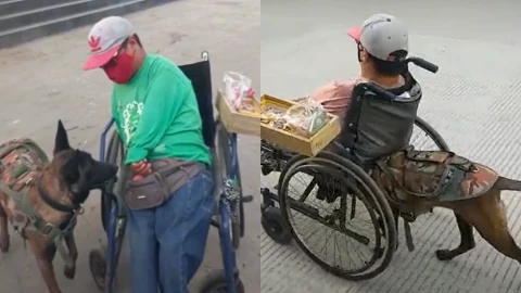 Perrita ayuda a empujar la silla de ruedas de su dueño, quien vende dulces