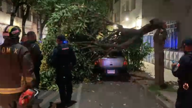 caída_árbol_San_Miguel_Chapultepec.jpeg
