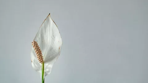 Cuna de Moisés: ¿Por qué y cómo usar azúcar para fertilizarla?