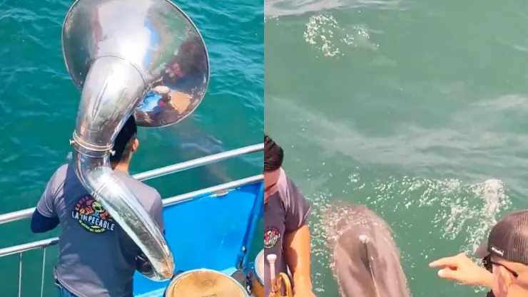 Captan a delfines bailando al ritmo de la música de banda en Mazatlán
