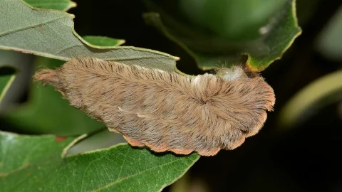 ¿Qué hacer ante la picadura de oruga peluche?; síntomas y antídoto 