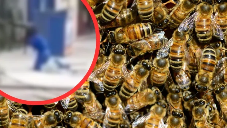 Joven atacada por más de 200 abejas en Jesús María es dada de alta; vivienda funcionaba como criadero irregular