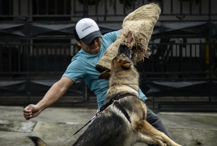 rabia-que-tan-probable-morir-enfermedad