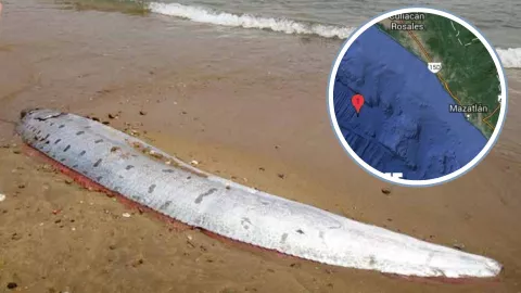 Pez remo en Mazatlán