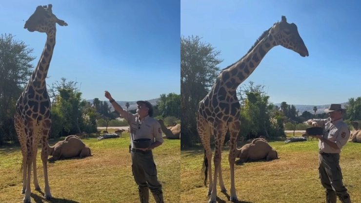 Video: Jirafa Benito recorre su nuevo hogar en Puebla; mañana conocerá a su familia