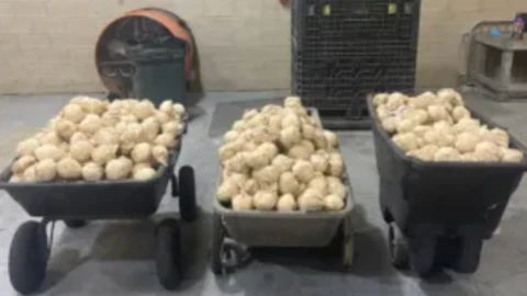 Metanfetamina oculta dentro de jícama