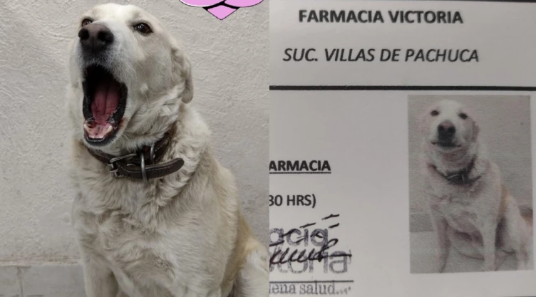 perrito farmacia seguridad.jpg