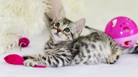 Más de 9 millones de gatos viven en situación de calle; así puedes adoptar uno en México