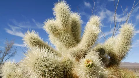 ¿Cómo afecta la venta ilegal de cactáceas en México?