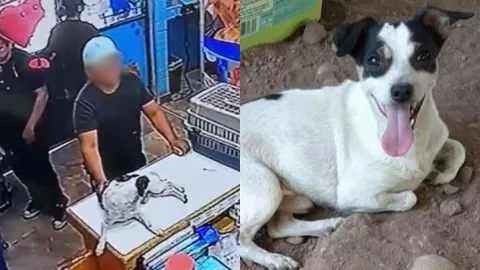 Abandonan al perrito Willy en veterinaria en Culiacán