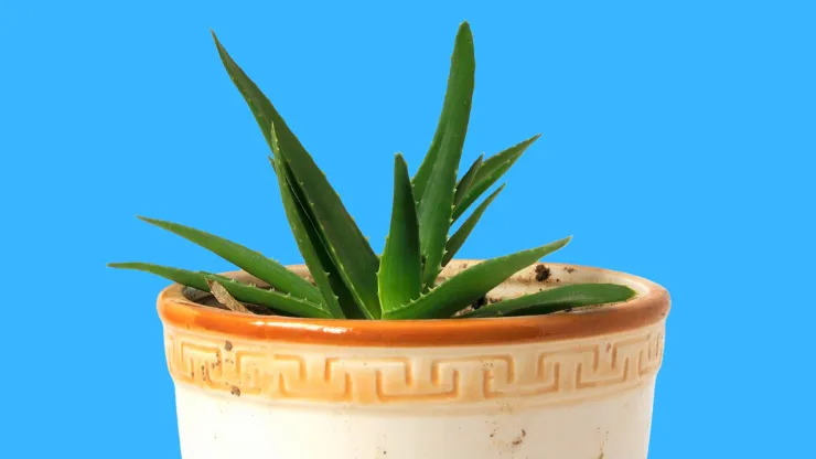 plantas