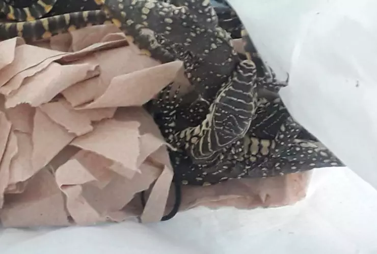 animales exoticos.jpg