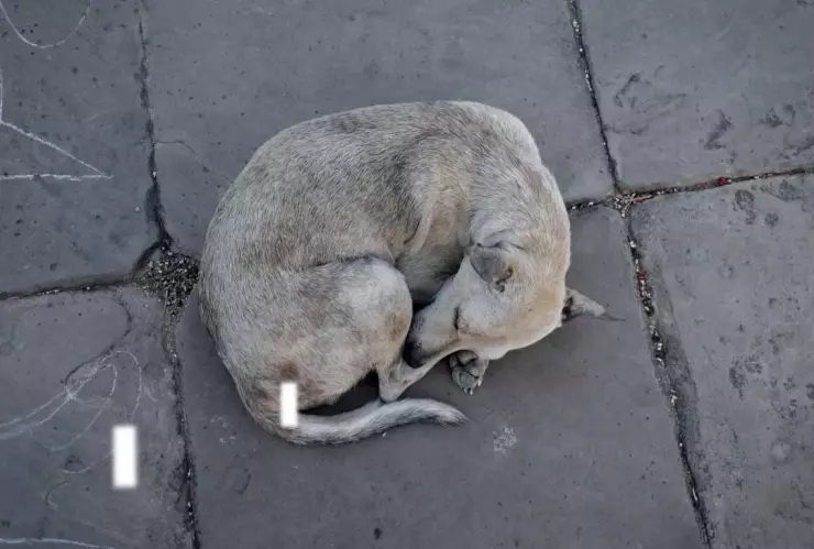Perritos envenenados