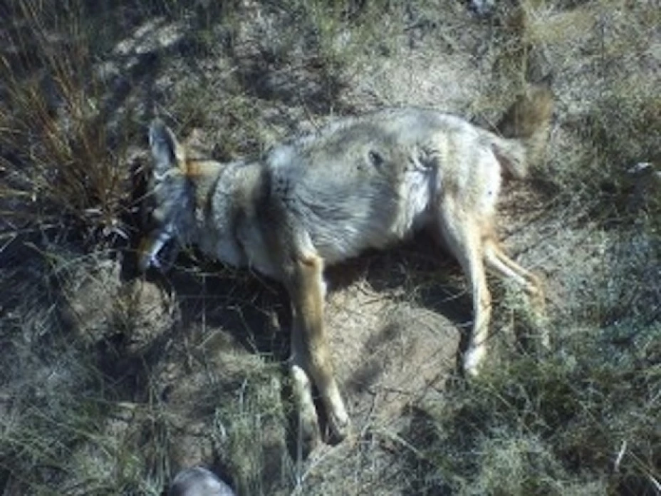 Un número “incuantificable” de animales