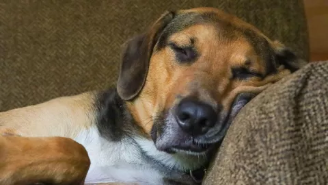 Un perrito se hizo viral por dormir en un sofá de Elektra