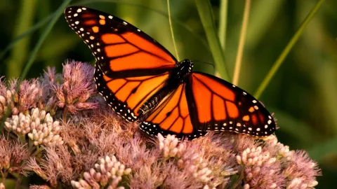 Por-qué-está-bajando-la-presencia-de-mariposas-monarca-en-México