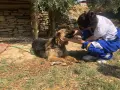 HAYTAP recoge a animales heridos por los incendios en Turquía