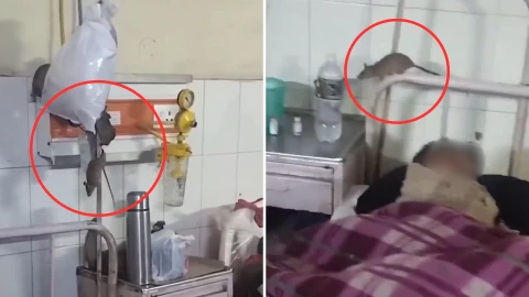 Ratas en hospital de India.png
