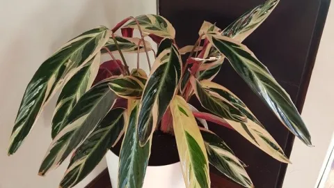 5 plantas de interior pequeñas que puedes poner en la sala o el dormitorio: se ven realmente aesthetic