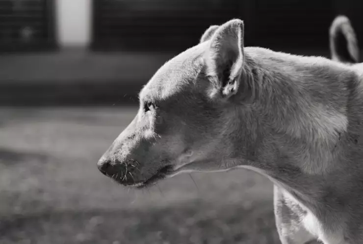 perro hueso humano atlixco 8 mayo 2024