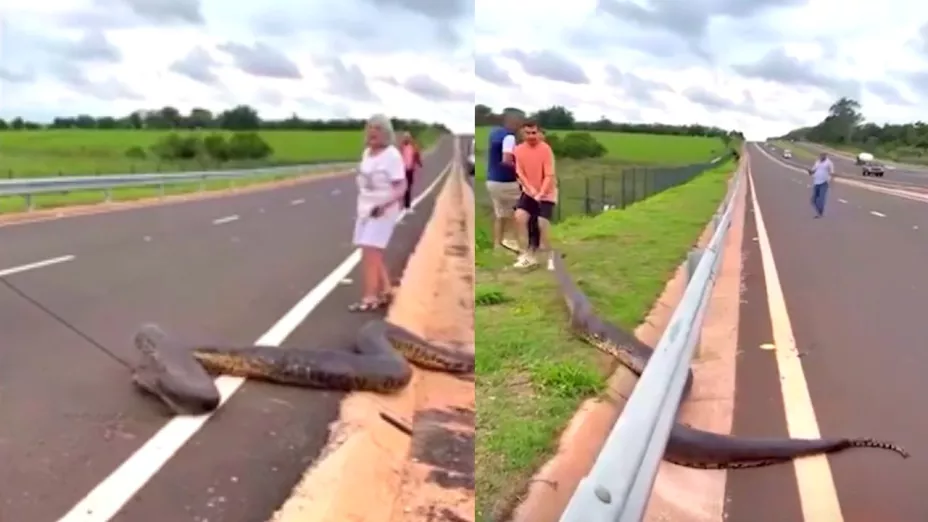 Impactante rescate: anaconda de más de cinco metros guiada fuera de autopista