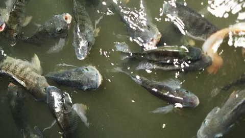 Inicia la temporada de pesca en Sinaloa