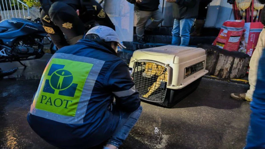 perros PAOY.jpg