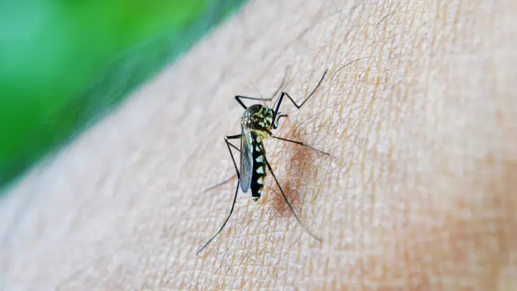 ¿Sangre dulce? Por esto los mosquitos pican más a ciertas personas