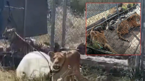 Rescatan animales en Michoacán