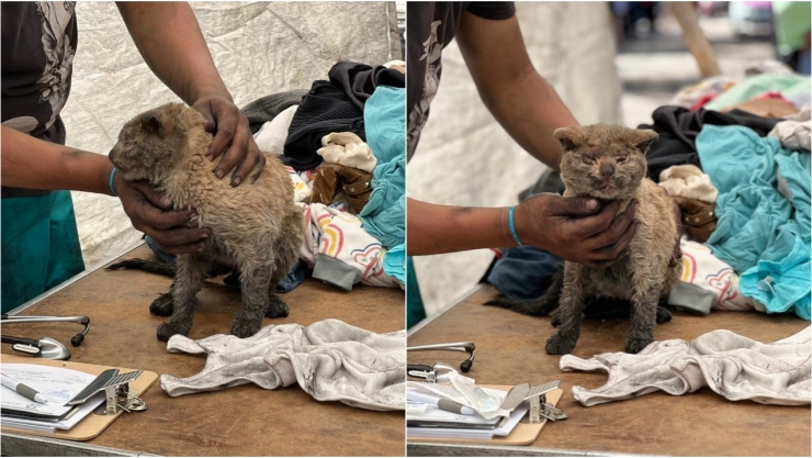 El gatito Mazapán es atendido por veterinarios en Neza.