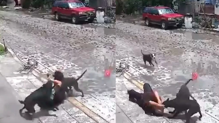 Jauría de perros ataca a abuelita que caminaba en calles de Querétaro
