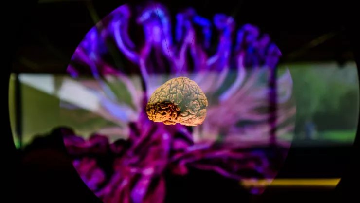 “Brain – wider than the sky” Interactive Exhibition