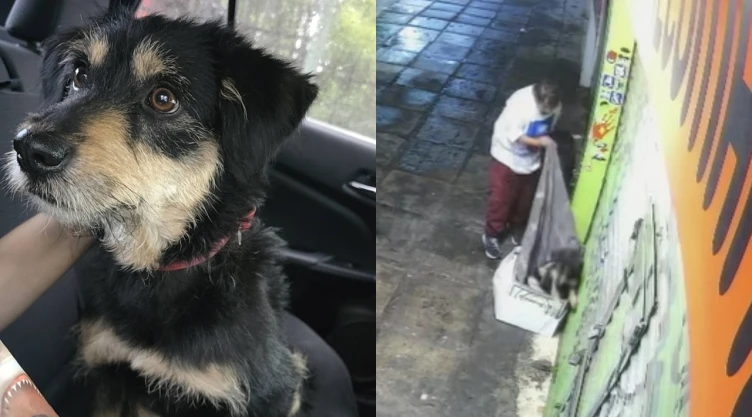 De-dormir-en-la-calle-a-vivir-en-una-casa-adoptan-a-perro-que-le-robaron-su-cobija-en-Iztapalapa