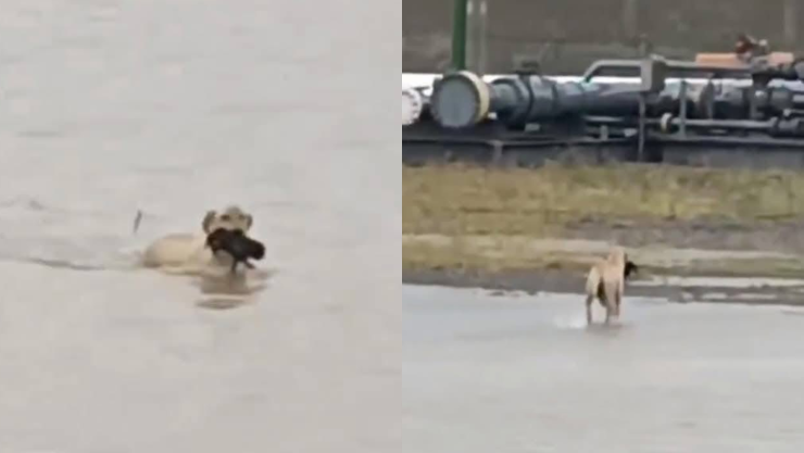 Perrita rescata a su cachorro de las inundaciones en Reynosa.