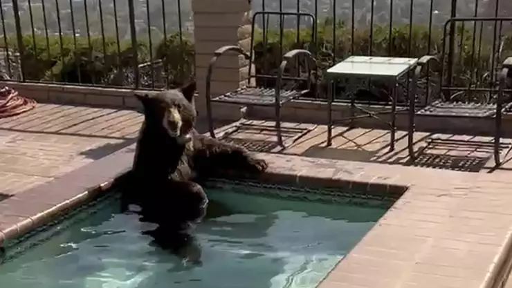 Oso nada en jacuzzi