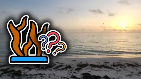 Playas libres de sargazo en Quintana Roo HOY 3 de julio de 2025: De Holbox, Cancún y hasta Tulum