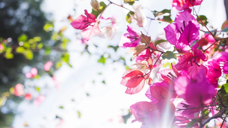 Primavera adelantada en Chiapas: