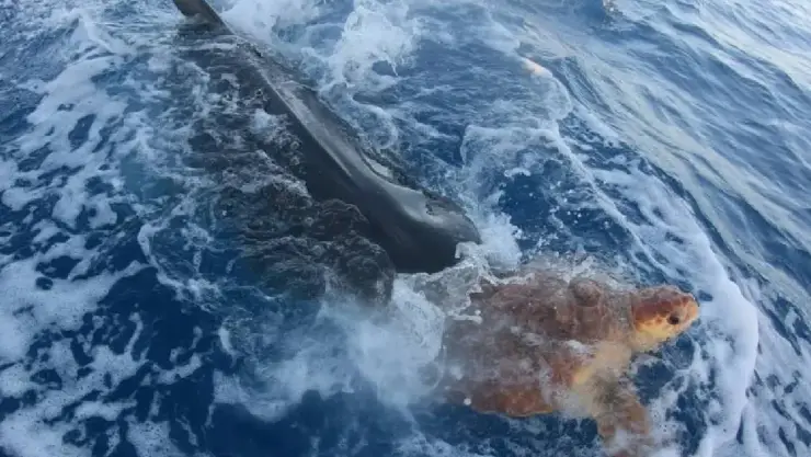 VIDEO ¡Impresionante! Tiburón empuja a tortuga herida a bote para que la ayuden