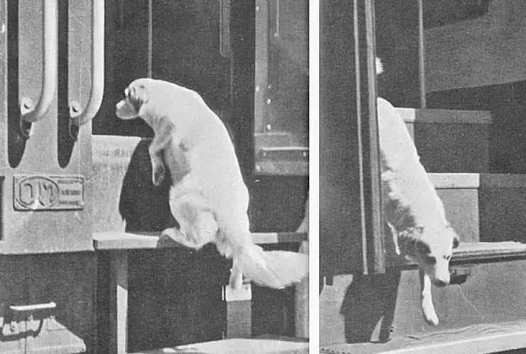 perrito aprende a viajar en tren.jpg