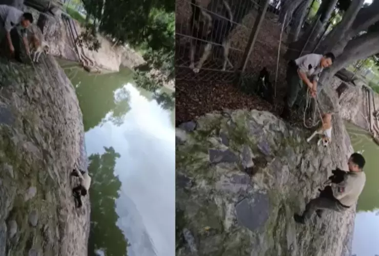 Guardabosques realizan maniobras de rescate para ayudar a perrito que cayó en un vaso regulador en Guadalajara
